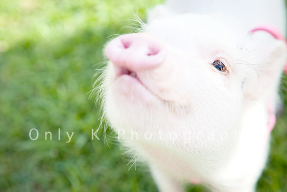 Hamlet the Piggy