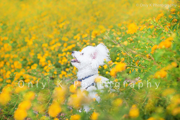 Milo the Malte-Poo