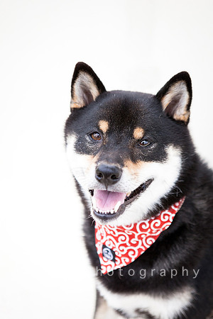 Jiro the Shiba Inu