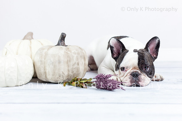 Boba the French Bulldog
