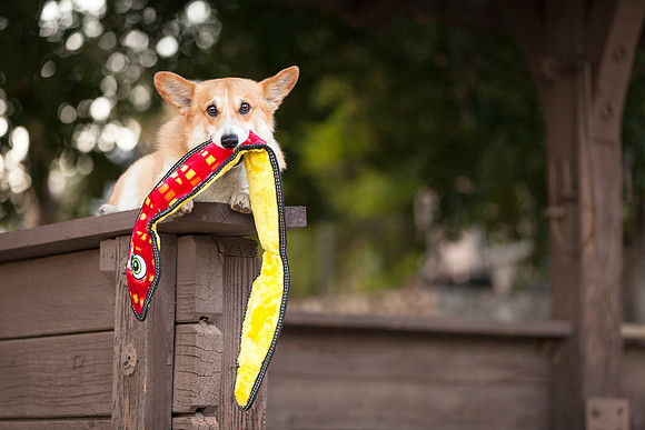 Outward Hound Collaboration (https://outwardhound.com)