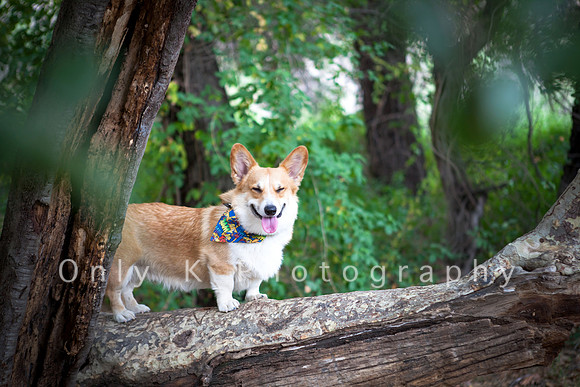 Aqua the Corgi