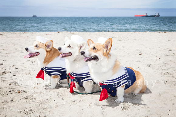 Geordi/Winston/Aqua the Corgis